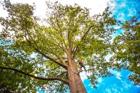 Best Utility Line Clearance  in Finneytown, OH