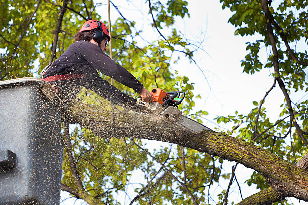 Lawn Pest Prevention in Finneytown, OH